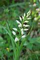 cephalanthera longifolia